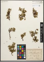 Foto von Salix retusa L.